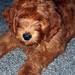 Jerseydoodles avatar