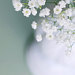 Rene Wang