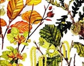 Hazelnut Beech Oak Birch Flowers Poster Botanical Exotica Trees Of Europe 1969 Large Vintage Illustration To Frame 12