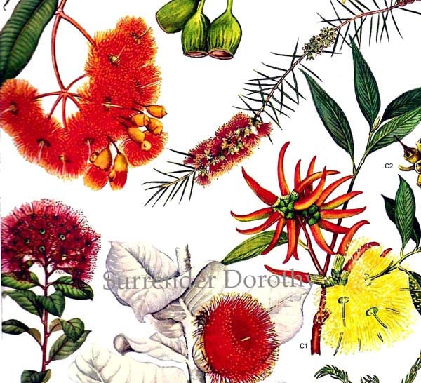 Eucalyptus & Gum Flowers Australia Plants Botanical Exotica 1969 Large Vintage Litho Illustration To Frame 137