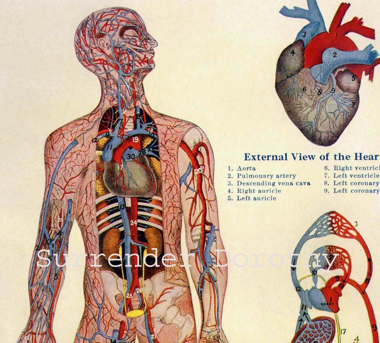 Vintage Human Anatomy Heart Blood Circulatory System Chart My XXX Hot