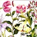 Lilium Speciosum Iris Lily Flower Himalayan China Botanical Exotica Vintage Illustration To Frame 107