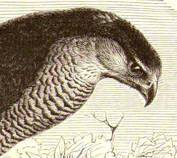 Eurasian Sparrowhawk, Accipiter nisus Antique Engraved Illustration 1905 Edwardian Vintage Natural History To Frame
