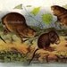 Muskrat John J Audubon Wild Animal Art Print Natural History Lithograph To Frame