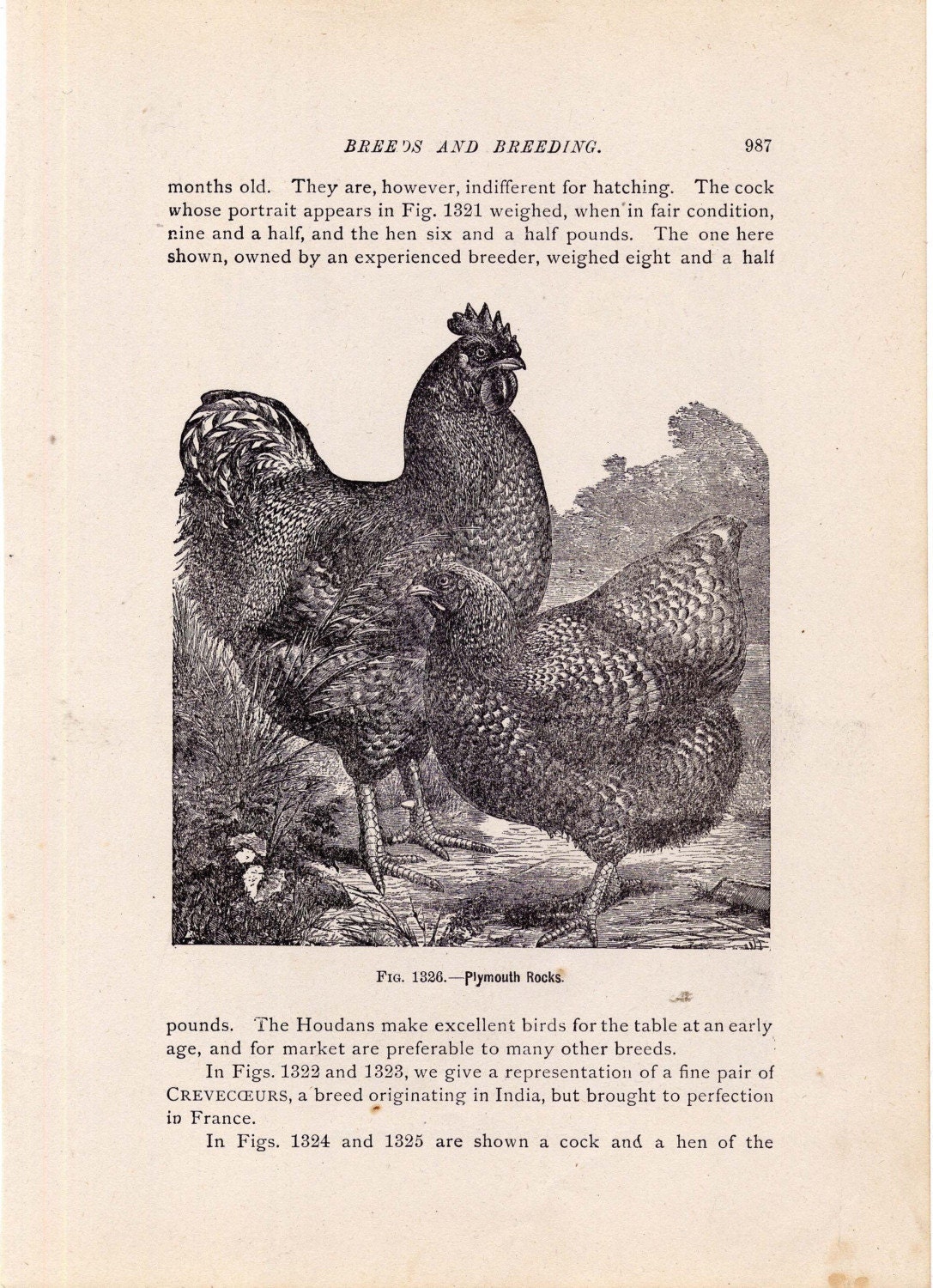 Fancy Chickens Poultry Livestock Vintage Illustrations For Framing 1915 Two Edwardian Antique Bird Prints