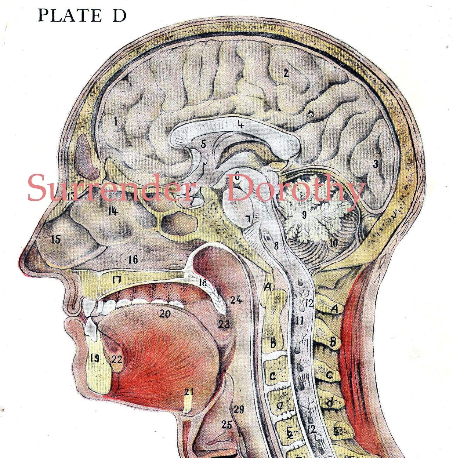 Cross-Section Human Head Brain Anatomy by SurrenderDorothy on Etsy