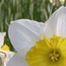 daffodilbaby