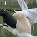 Bride and Groom Lovebirds