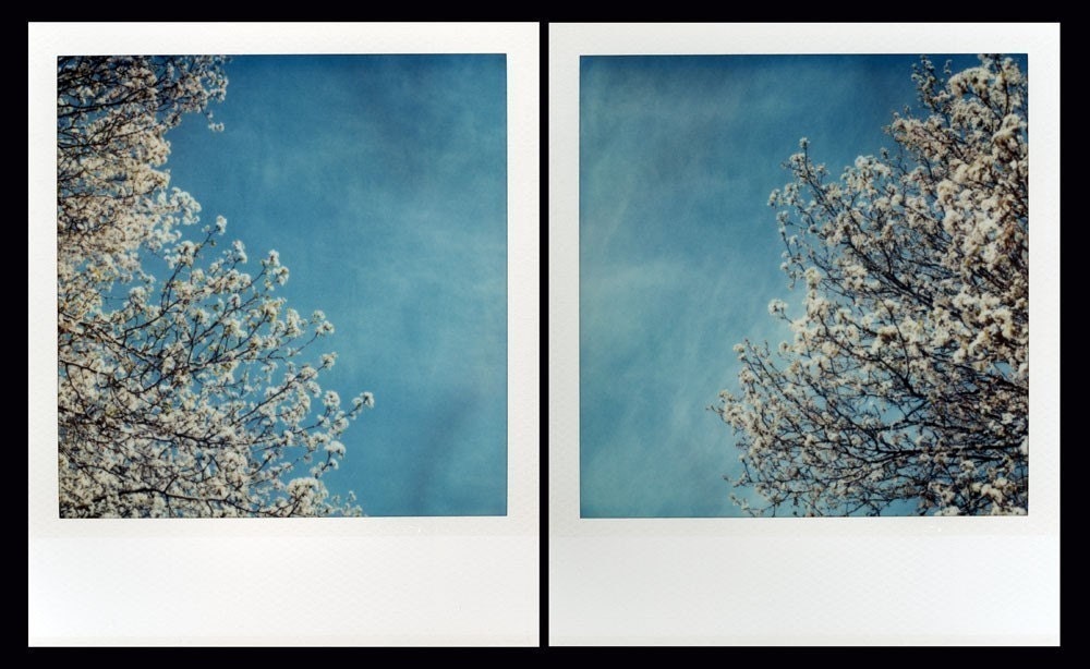 Polaroid Diptych Print 8x10 -- Springtime Sakura -- Fine Art Photography