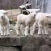 Lamb Note and Post Cards