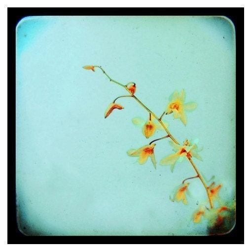 Orchid Photograph - Floral Photography - Baby Blue -Original Signed Fine Art Photograph - Yellow