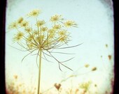 Flower Photograph - The Queen - TTV - Viewfinder - Grey's Anatomy - Original Signed Fine Art Photograph