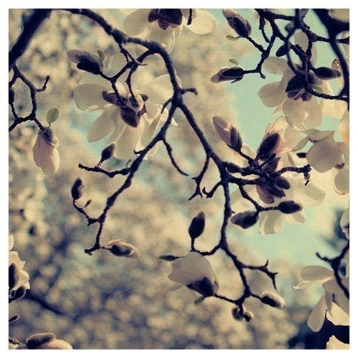 Flower Photograph - Magnolia - Michigan - Spring - Nature Photograph - Sweet Tea- Original Signed Fine Art Photograph