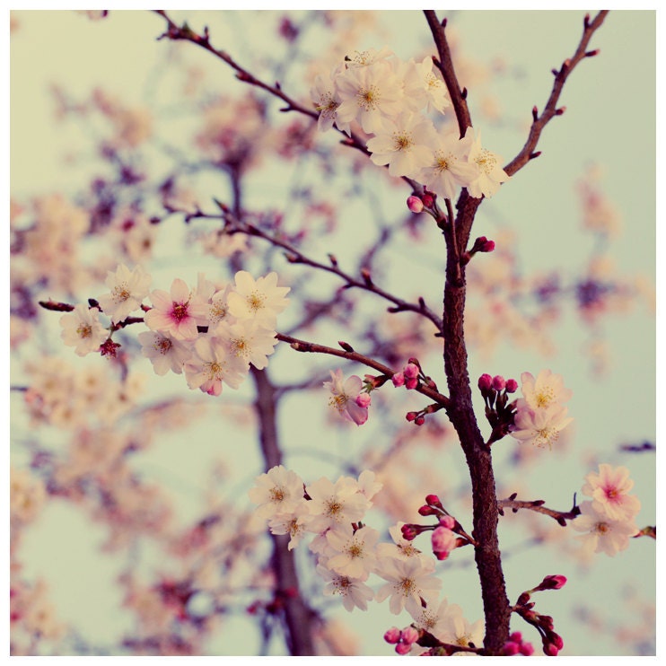Flower Photograph - Nature Photograph - Spring Photography - Cherry Blossom - In the Air - Original Signed Fine Art Photograph- Home Decor
