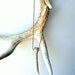 Antler necklace antler tip with crinoid stem tribal boho unisex under 40