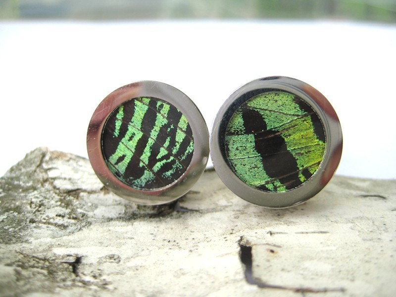 Real Insect Wing CuffLinks - fly away with me, green sunset moth