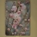 Soft Pink Pastel Dried Flower Botanical Art Photograph Framed 5"x7" Ready to Hang Print by Tjo