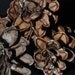 Pine Cones 100 Suet Bird Feeder White Evergreen Conifer Dried Wreath Natural Potpourri Apothecary Flower Arranging Fire Starters