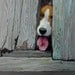 Pet Portrait from Photos, by Portrait Artist Robin Zebley 7" x 7" or 6" x 8"  Beagle, fox hound or any breed