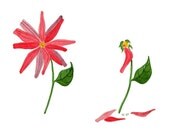 He Loves Me Watercolour Floral Art Print Watercolour Painting Reproduction Botany Wall Art