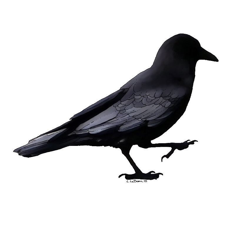 Crow Walking