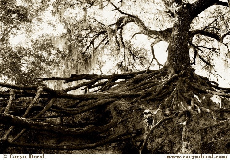 1\/2 PRICE SALE - 8x12 - Signed Print - Tree 2