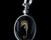 Naturalist Pendant - Seahorse