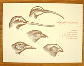 Beaks of the Bird World