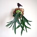 Mounted Antlers, Staghorn Fern Mounted on Natural Cypress, Fresh Home Decor