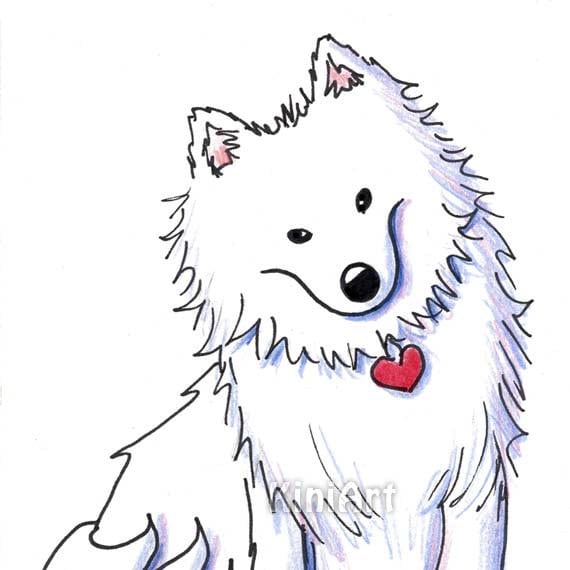 American Eskimo Original Art Illustration by Kim Niles by KiniArt
