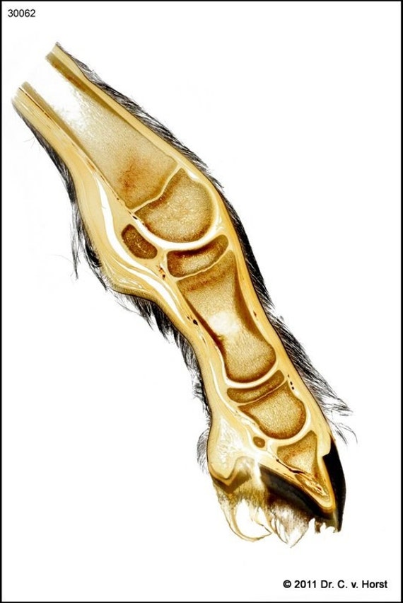 Foal Hoof