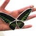 Birdwing Butterfly Necklace