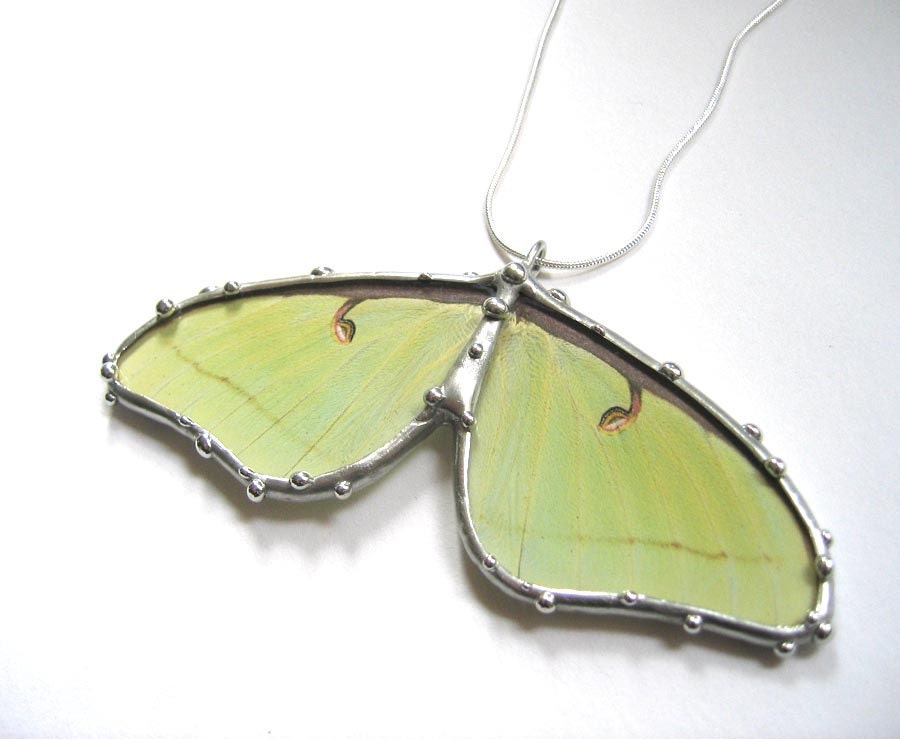 Real Luna Moth Necklace - Statement Necklace