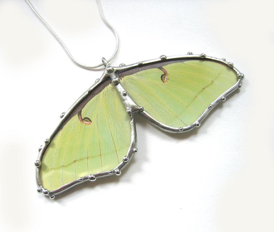 Real Luna Moth Necklace - Statement Necklace