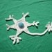 Crochet Motor Neuron