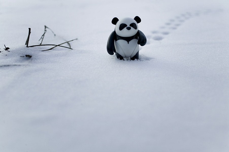 Zeke the Zen Panda - Toy Panda Fine Art Photograph - 8x10
