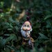 Oh Wait - 8x10, gnome, elf, toy photography, garden, green, peeking, cute, toy, miniature, good luck, fun, summer, spring