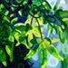 Abstract Fine Art Print 13x19 - Spring Light