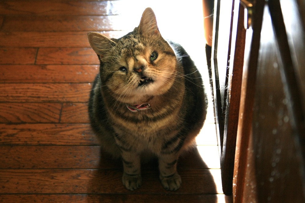 The Original UglyKitty Fund - Help Shelter Cats 3