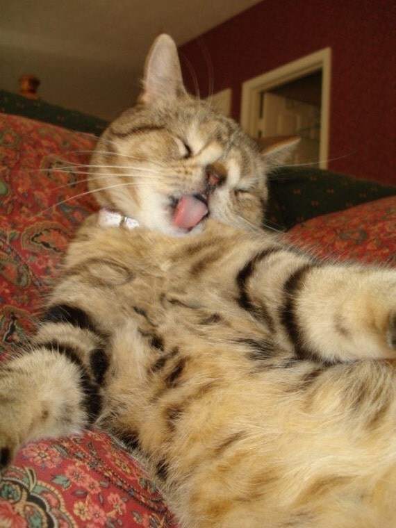 Help Shelter Cats - The Original UglyKitty Fund