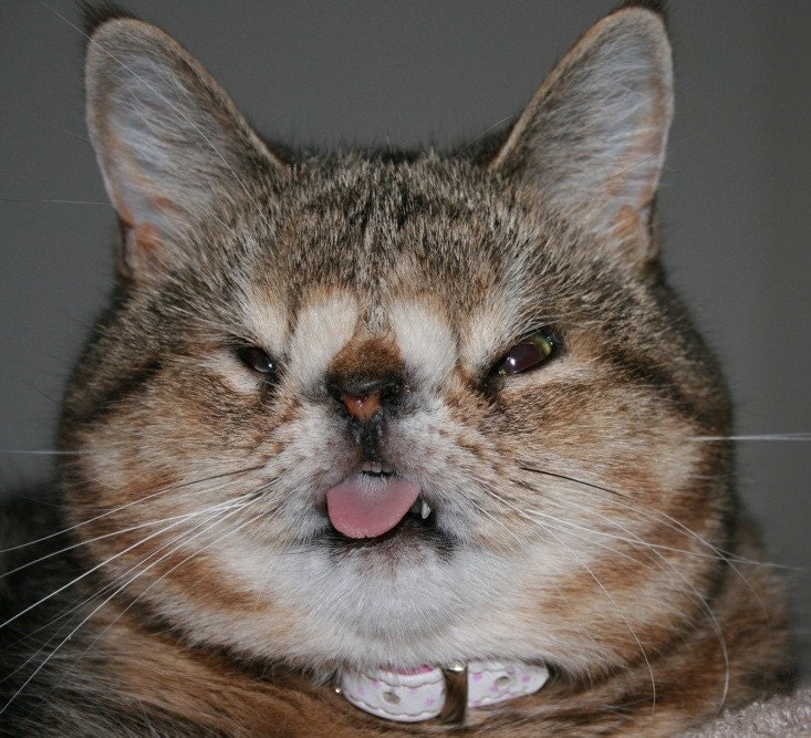 The Original UglyKitty Fund - Help Shelter Cats 2