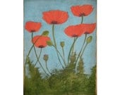 Original Watercolor Poppies 22X30