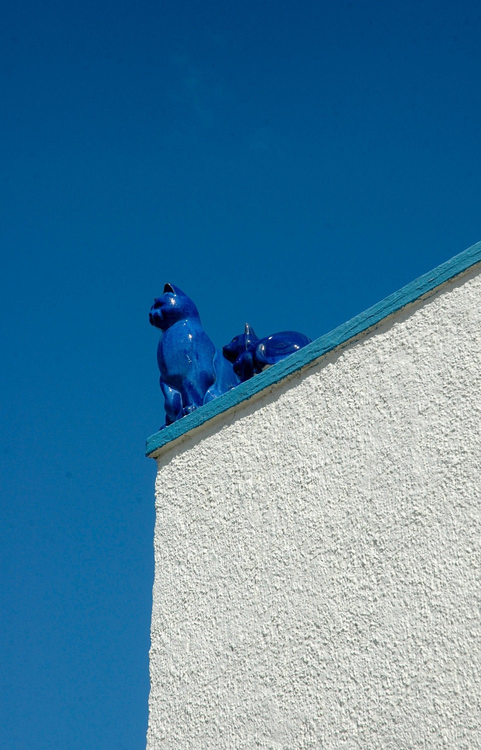 Two Blue Cats Iceland photo print