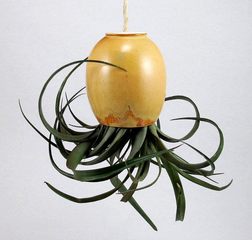 Hanging Air Plant Planter Pod - Spicy Mustard Gold with hints of Brown