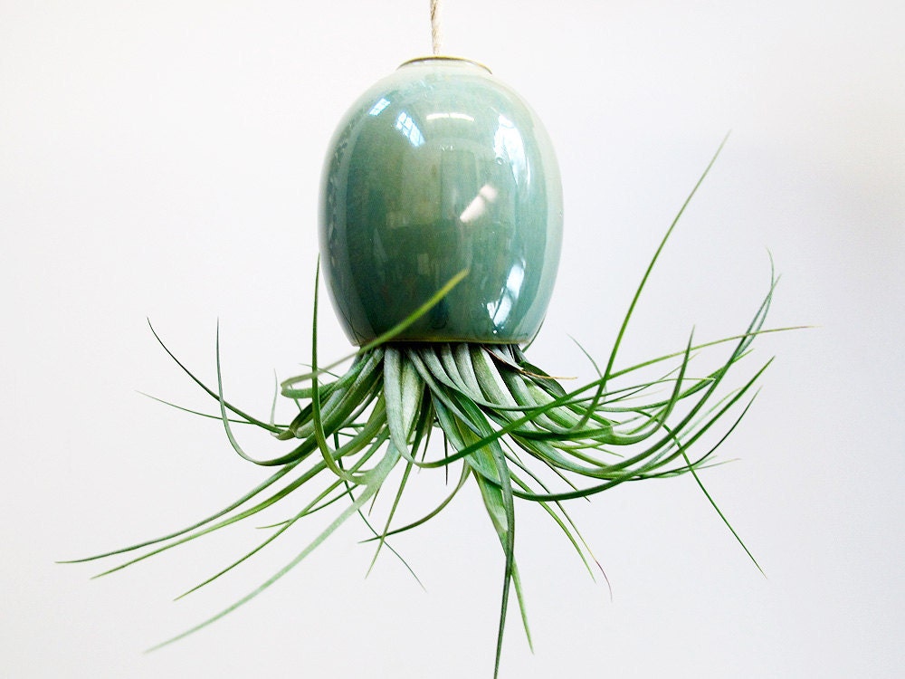 Hanging AirPlant Pod planter (tm) - Stunning Blue Green - mudpuppy Hanging AirPlant Pod planter (tm) - Stunning Blue Green - mudpuppy