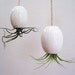 Hanging AirPlant Pod (tm) - Gorgeous Glossy White