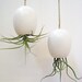 Hanging AirPlant Pod (tm) - Silky Matte White