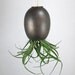 LARGE Black Gold Hanging AirPlant Pod (tm) contemporary ceramic planter vase
