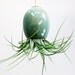 Hanging AirPlant Pod planter (tm) - Stunning Blue Green