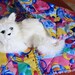 Cat Blanket With Geometric Designs